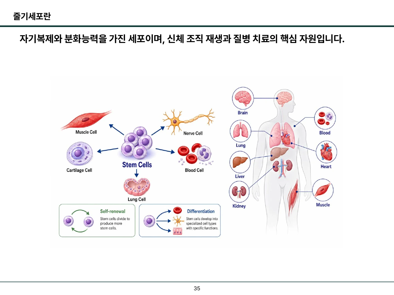 줄기세포의 자기재생과 분화 특성을 설명한 슬라이드