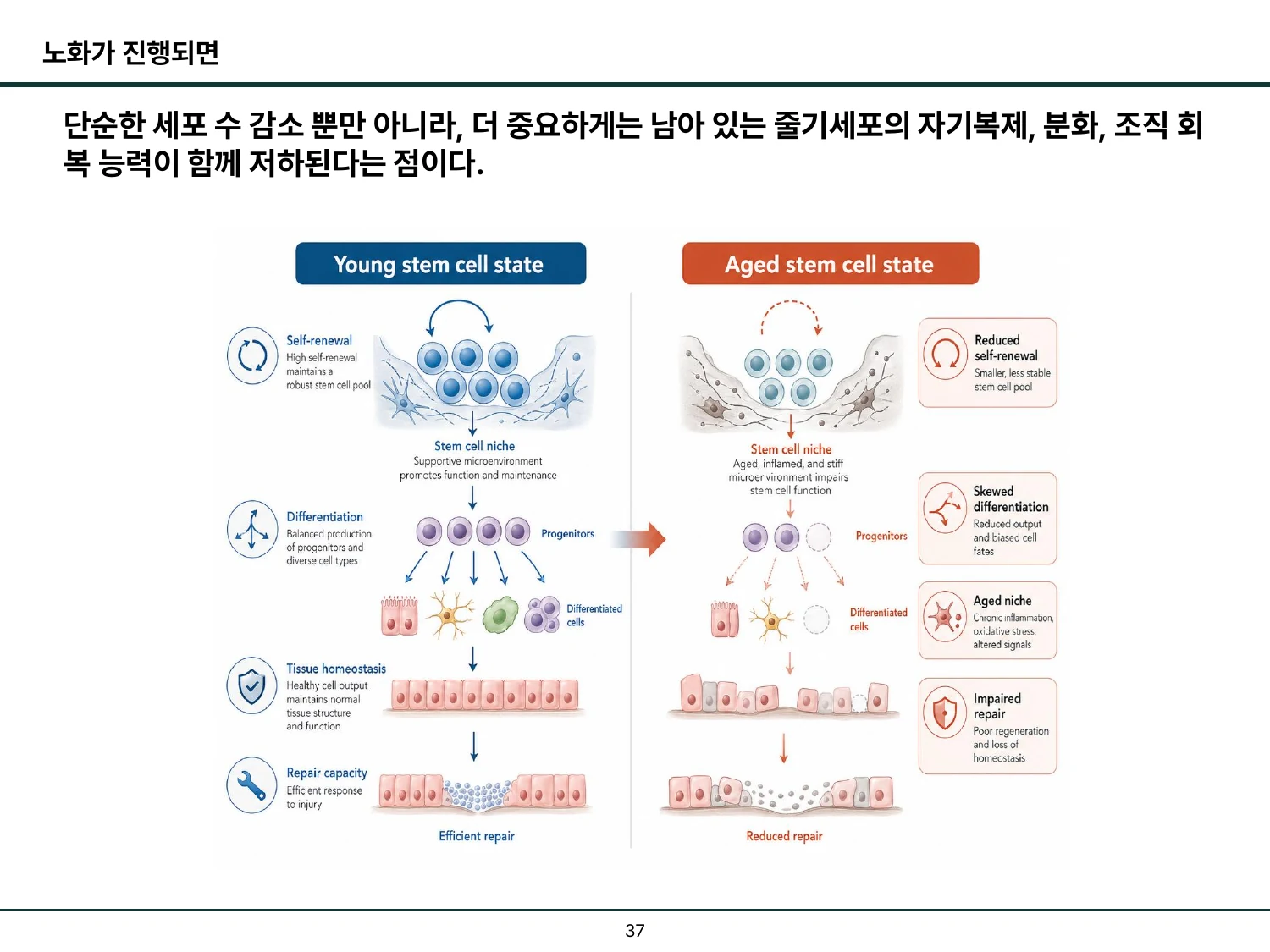 노화에 따라 줄기세포의 수와 기능, 조직 재생능이 변화함을 설명한 슬라이드