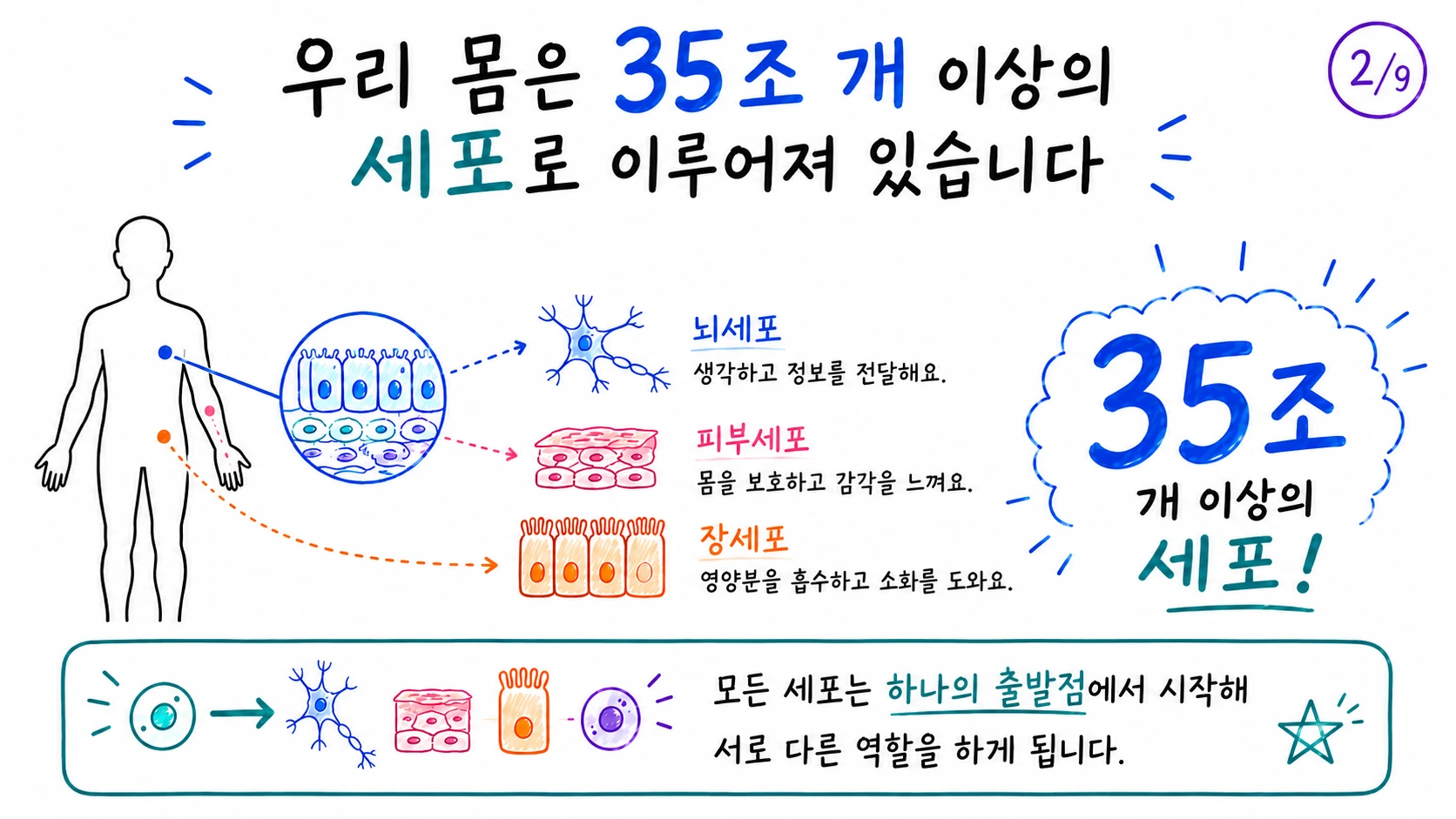 우리 몸의 다양한 세포와 줄기세포의 출발점을 설명한 그림