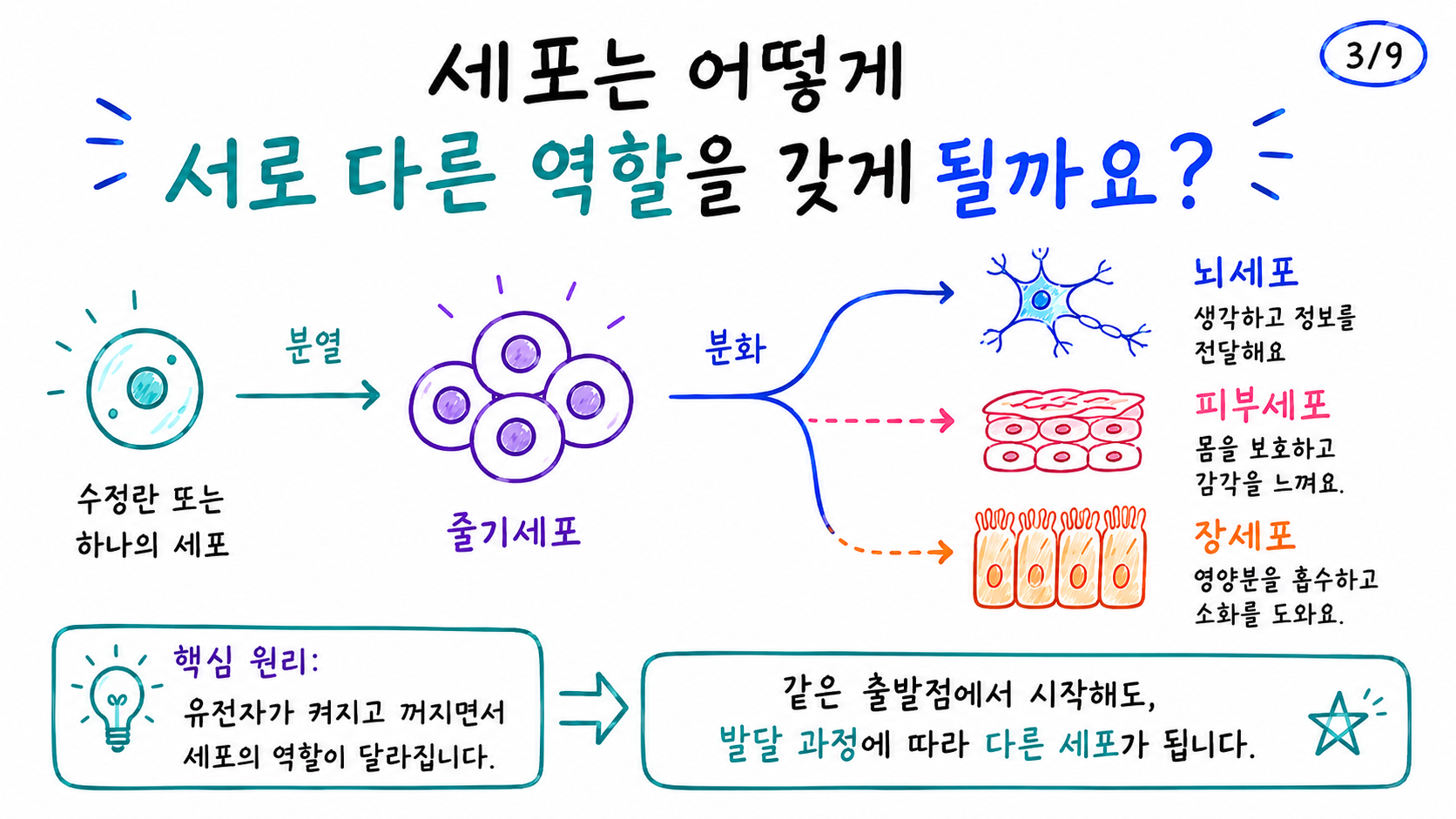 줄기세포의 분열과 서로 다른 세포로의 분화를 설명한 그림